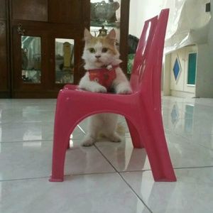 Meet your Posher, Sunshinekyu